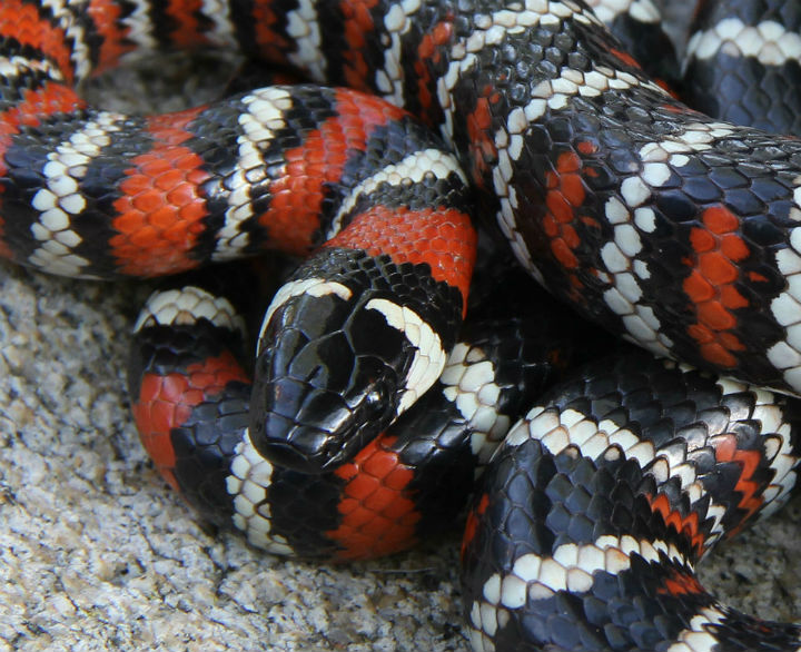 California Mountain Kingsnake